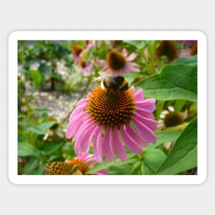 Bumble Bee on Echinacea Sticker